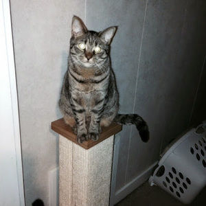 Meet your Posher, Diana